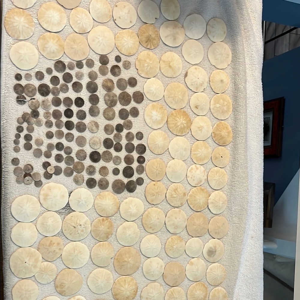 Beach Sand Dollar and Shell Coin Display - Natural Beige and Brown